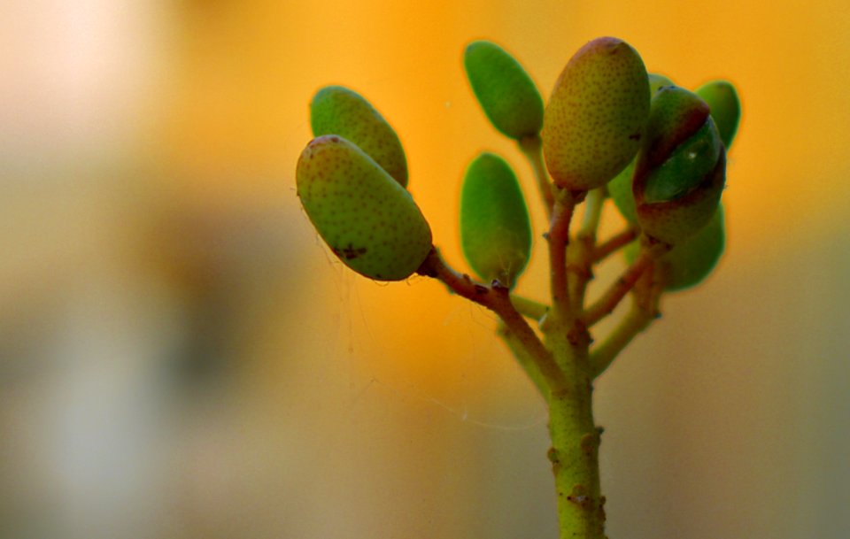 Vegetation Bud Leaf Macro Photography