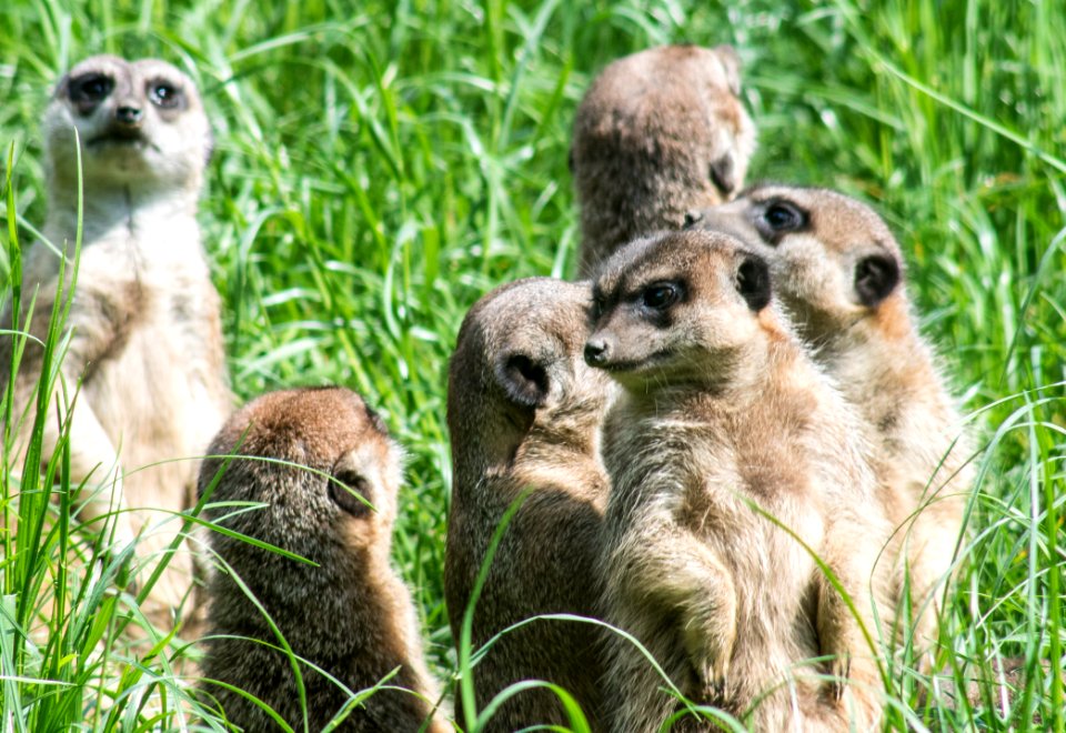 Meerkat Mammal Fauna Terrestrial Animal