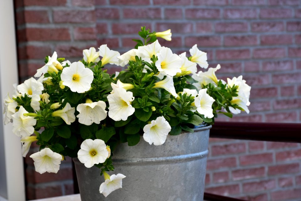 Flower Plant Flowering Plant Flowerpot photo