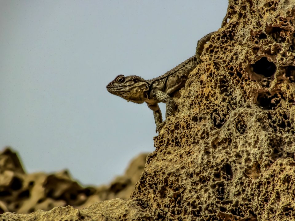 Reptile Fauna Lizard Scaled Reptile