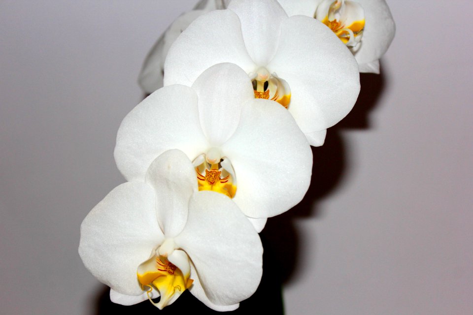 Flower White Flowering Plant Moth Orchid