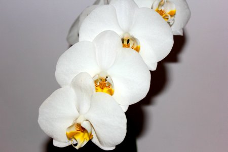 Flower White Flowering Plant Moth Orchid