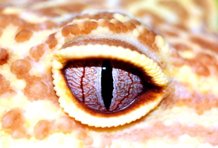 Scaled Reptile Reptile Close Up Snake photo