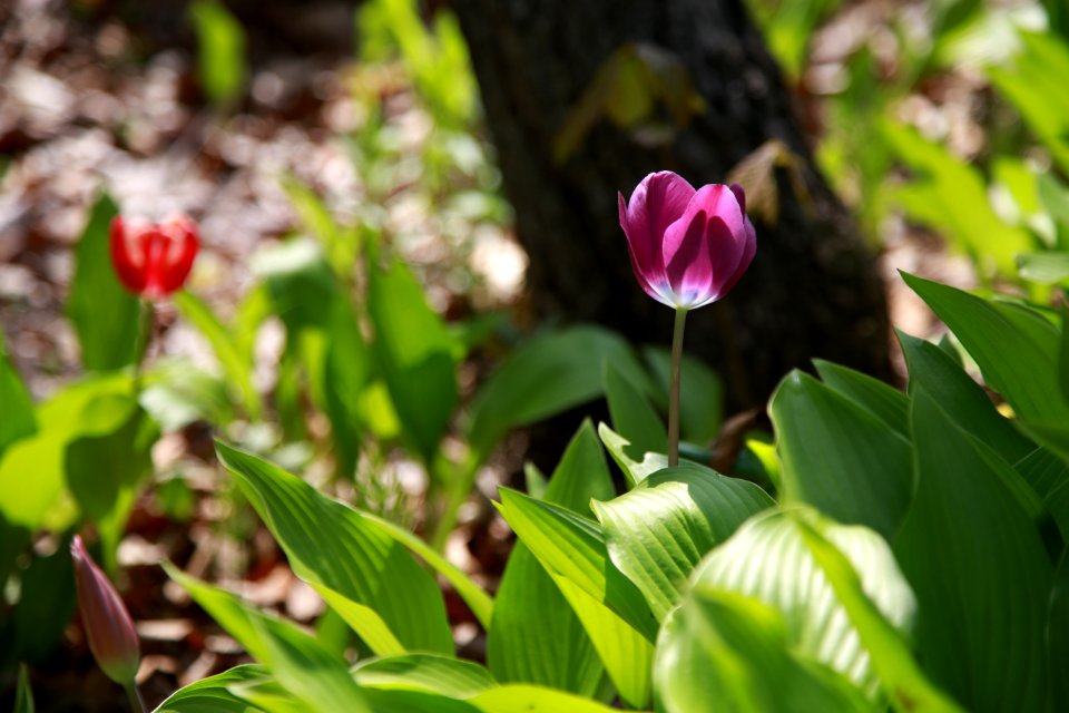 Plant Flower Flowering Plant Tulip