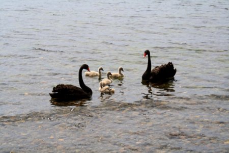 Black Swan Water Bird Ducks Geese And Swans Bird