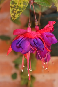 Purple floral spring