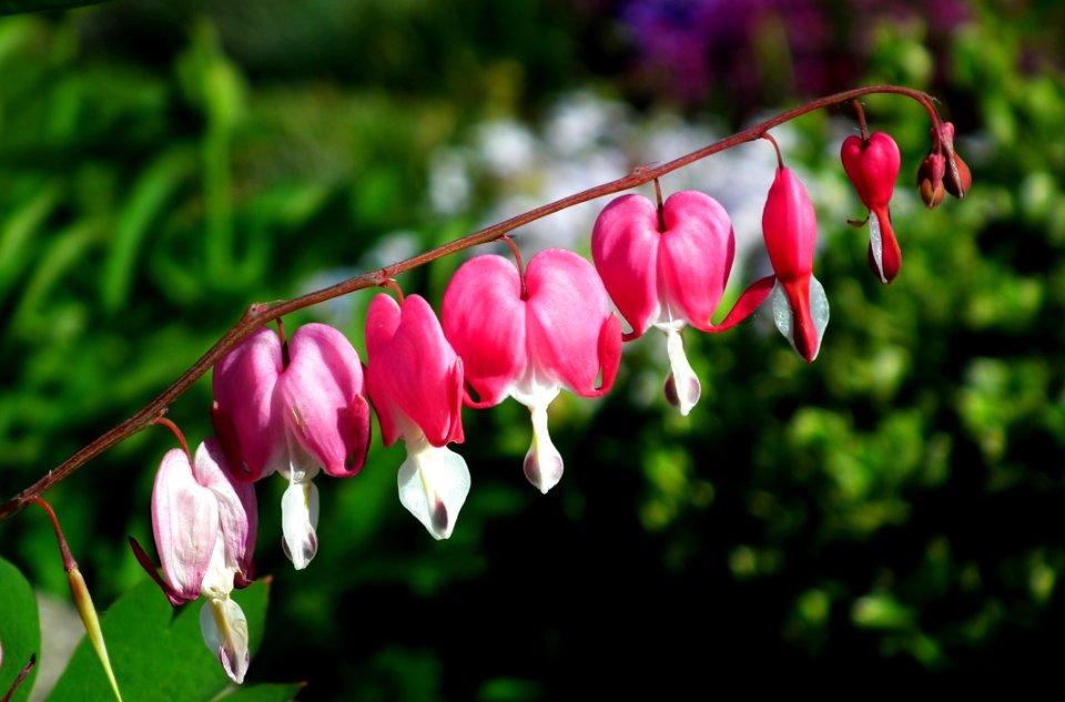 Flora Flower Pink Plant