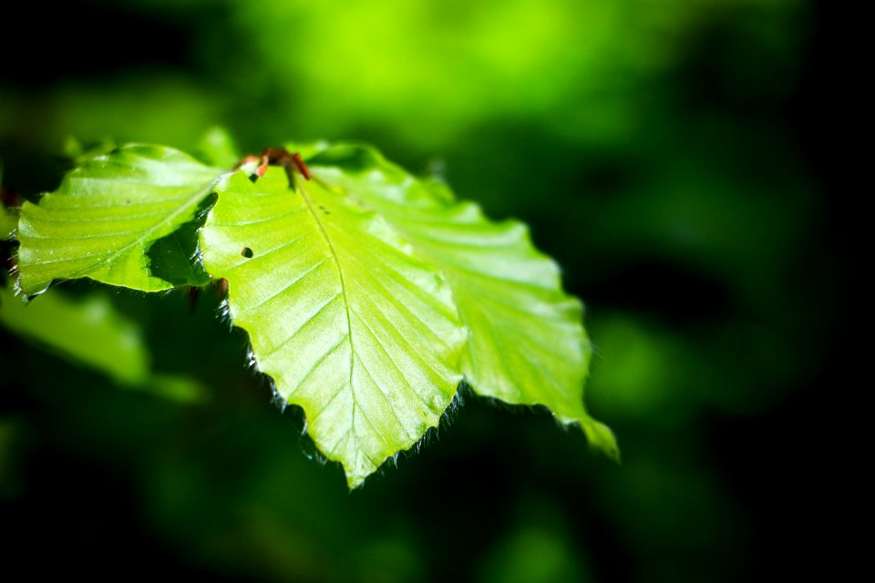 Leaf Green Vegetation Deciduous