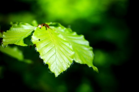 Leaf Green Vegetation Deciduous photo