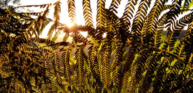 Vegetation Grass Plant Grass Family photo