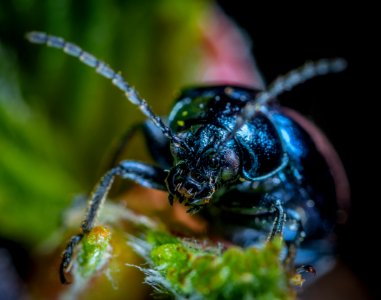 Insect Macro Photography Invertebrate Close Up