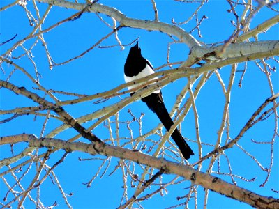 Bird Branch Fauna Tree photo