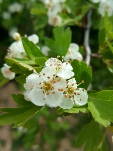 Hawthorn Spring Blossom Viburnum