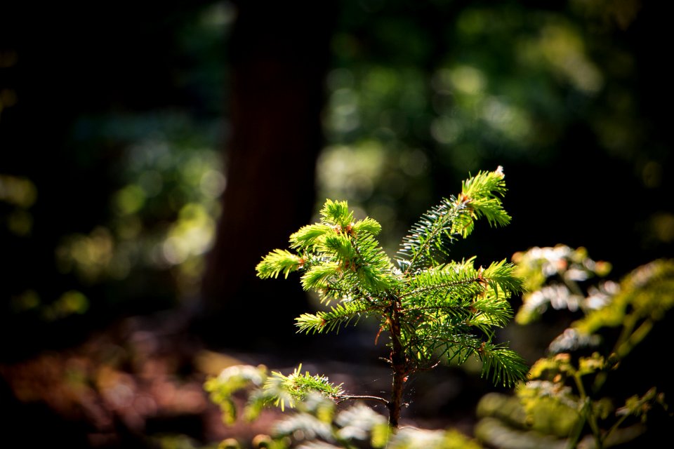 Vegetation Flora Branch Leaf