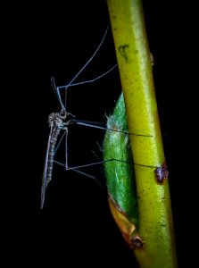 Insect Invertebrate Macro Photography Organism