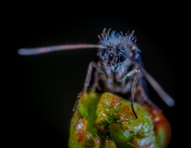 Insect Macro Photography Invertebrate Organism photo