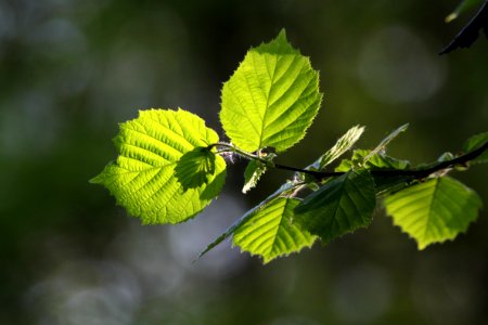 Leaf Branch Vegetation Deciduous photo