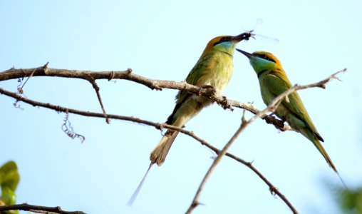 Bird Fauna Beak Coraciiformes photo
