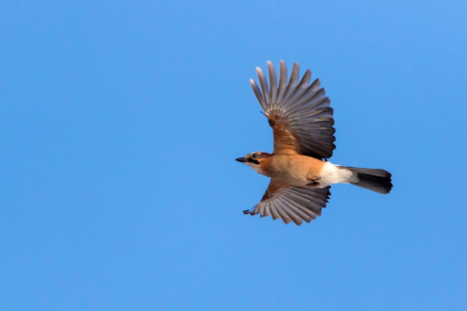 Bird Fauna Sky Beak