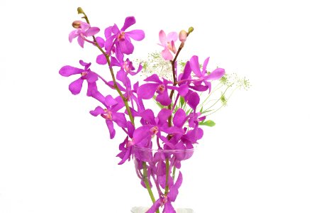 Flower Purple Cut Flowers Plant