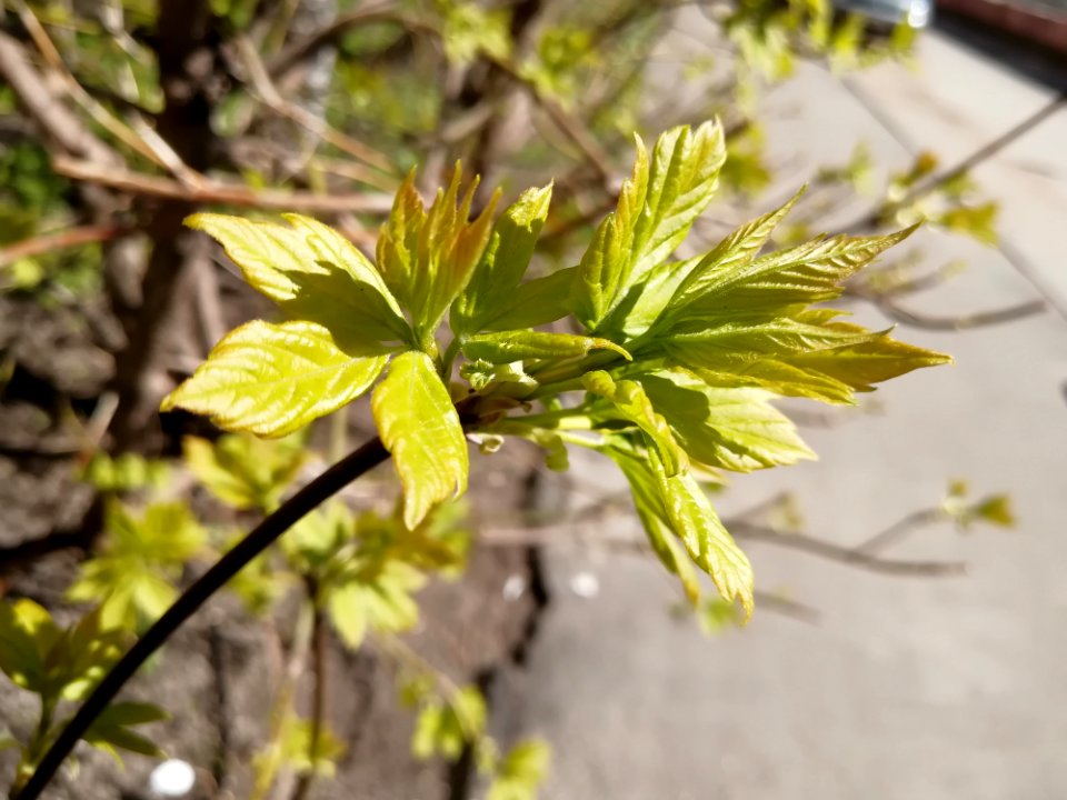 Plant Leaf Flora Tree