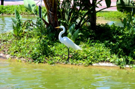 Bird Water Nature Reserve Fauna photo