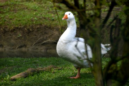 Bird Water Bird Goose Ducks Geese And Swans photo