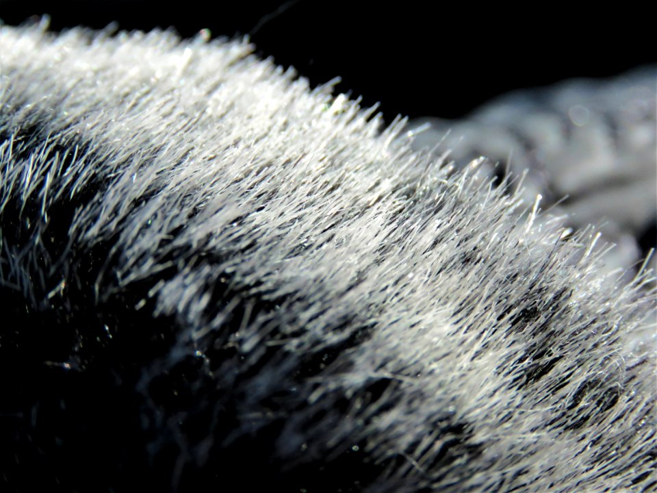Black And White Close Up Macro Photography Photography