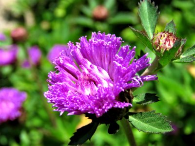 Flower Purple Plant Flora