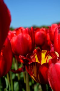Flower Flowering Plant Tulip Plant