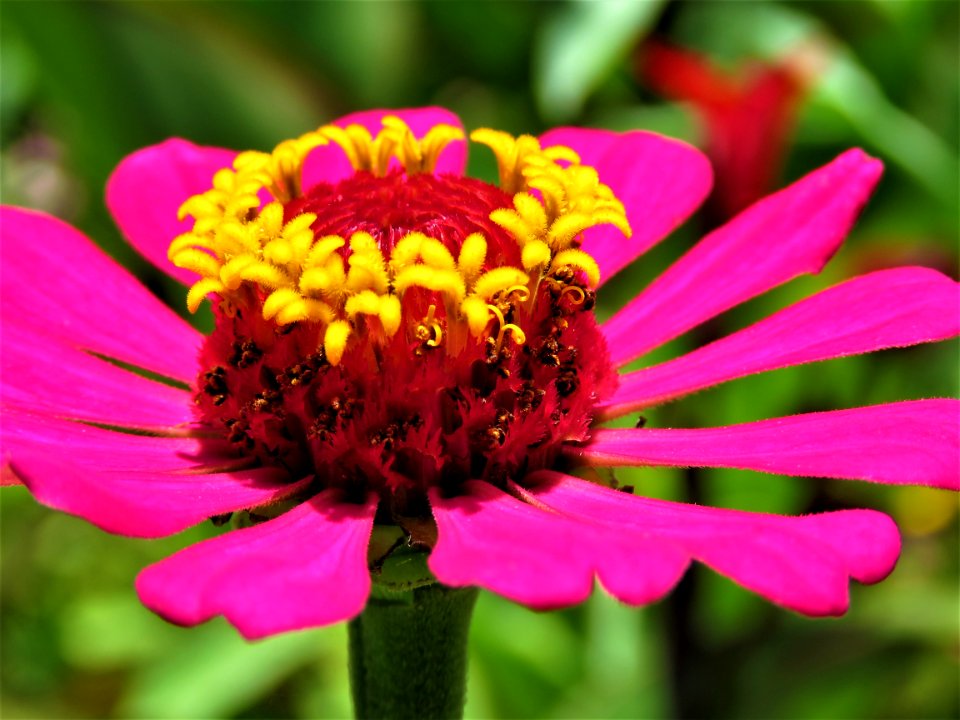 Flower Flora Petal Close Up