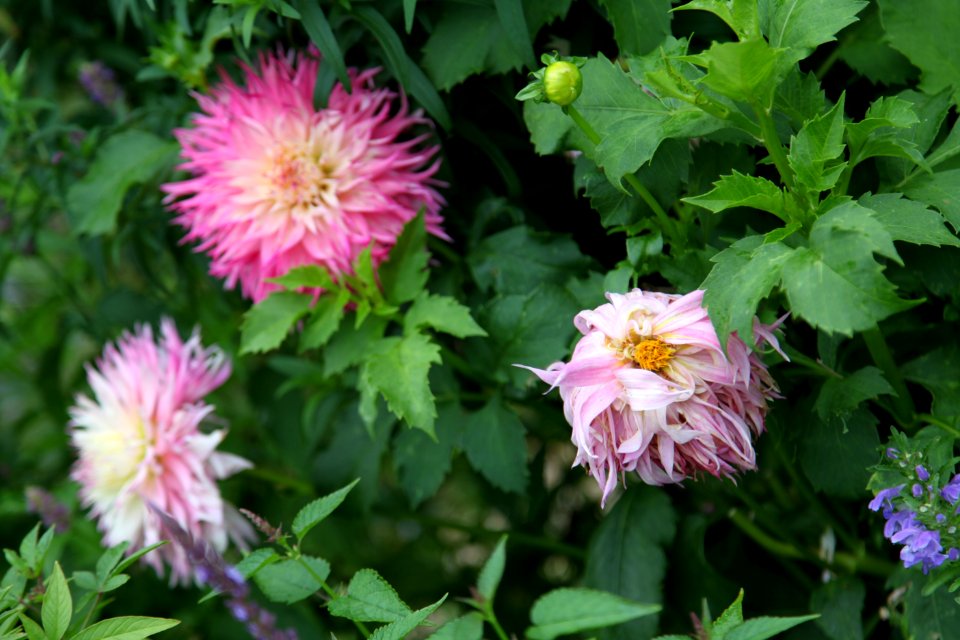 Flower Plant Annual Plant Groundcover photo