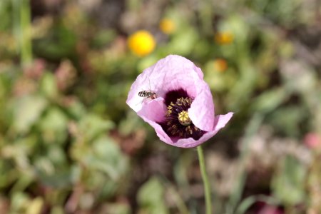 Flower Flora Wildflower Spring