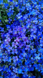 Blue Flower Plant Aubretia photo