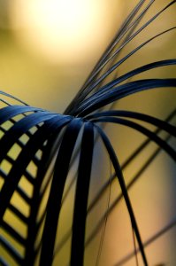Yellow Close Up Light Line