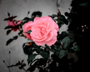 Flower Rose Rose Family Pink