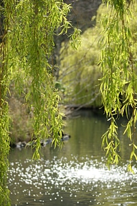 Lake water green photo