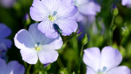 Flower Blue Flora Wildflower