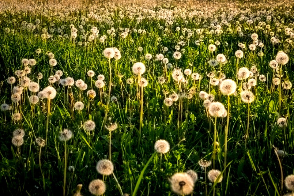 Flower Field Meadow Ecosystem