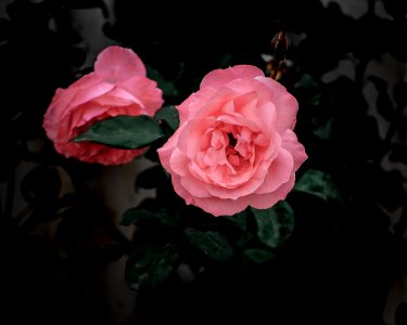 Rose Flower Rose Family Pink