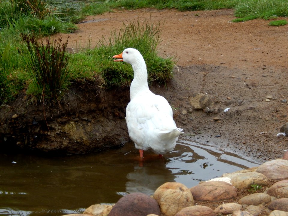 Bird Water Bird Ducks Geese And Swans Duck