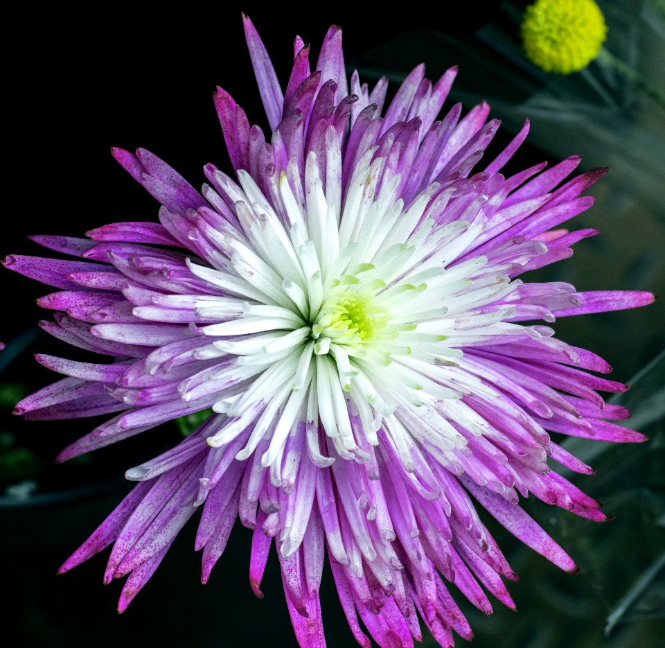 Flower Purple Flora Plant
