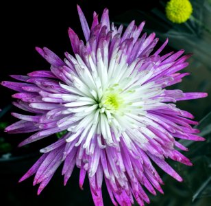 Flower Purple Flora Plant photo