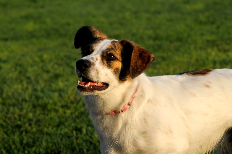 Dog Dog Breed Dog Like Mammal Snout photo