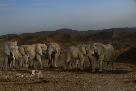 Elephants And Mammoths Elephant Herd Wilderness photo