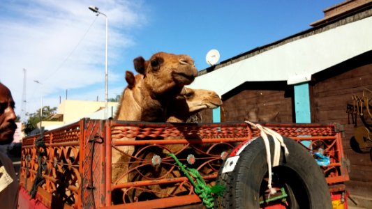 Vehicle Snout Statue Camel