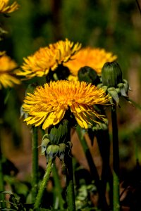 Flower Yellow Flora Dandelion photo