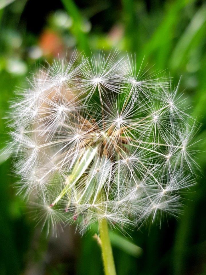 Flower Dandelion Flora Plant