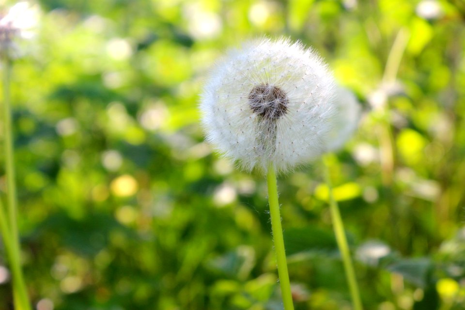 Flower Dandelion Flora Plant