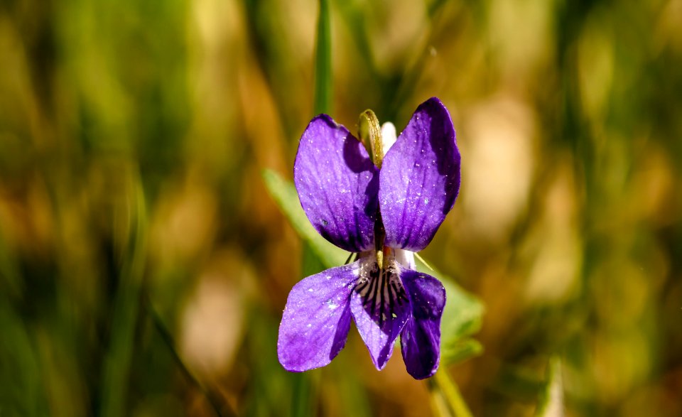 Flower Flora Plant Flowering Plant